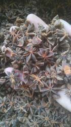 STAR ANISE -CHINA